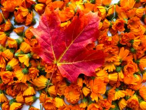 Enjoy the sight, smell and texture of fall leaves